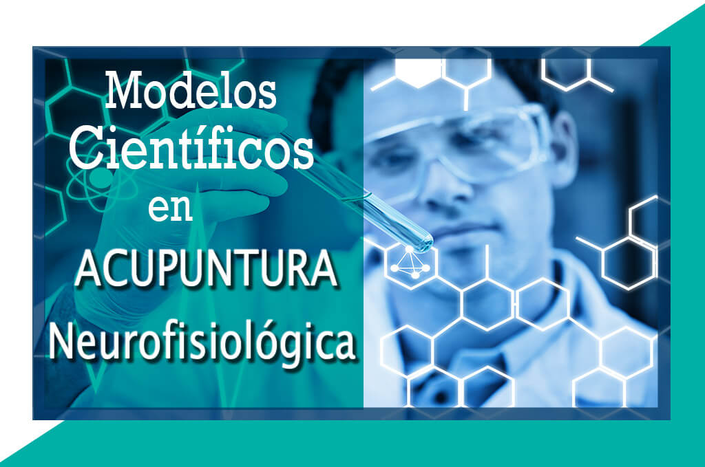 Modelos-científicos-en-Acupuntura-Neurofisiológica